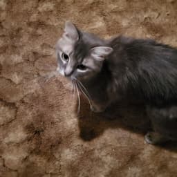 Emmy Lou image 2