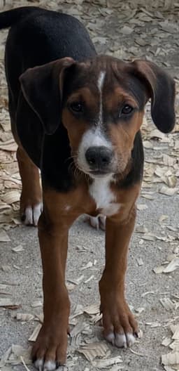 Jessie image 1