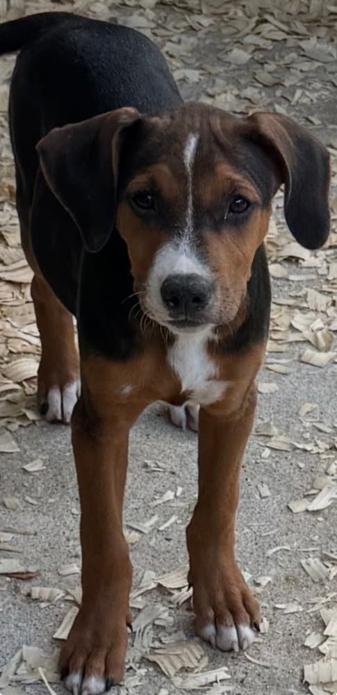 Jessie - Hound