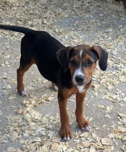 Jessie image 2