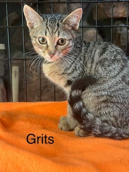 Grits image 1