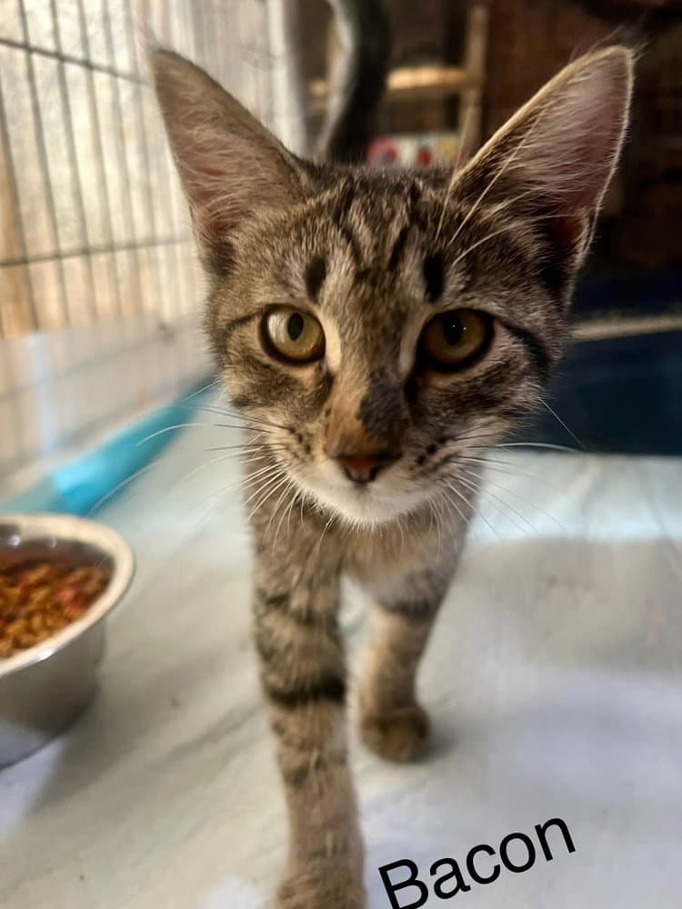 Bacon - Domestic Short Hair