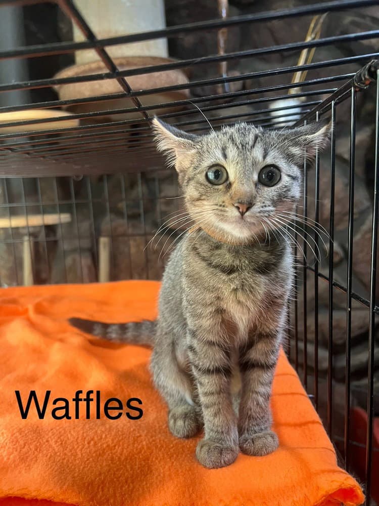 Waffles - Domestic Short Hair