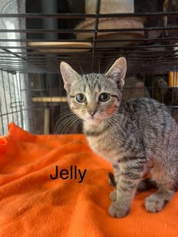 Jelly image 1
