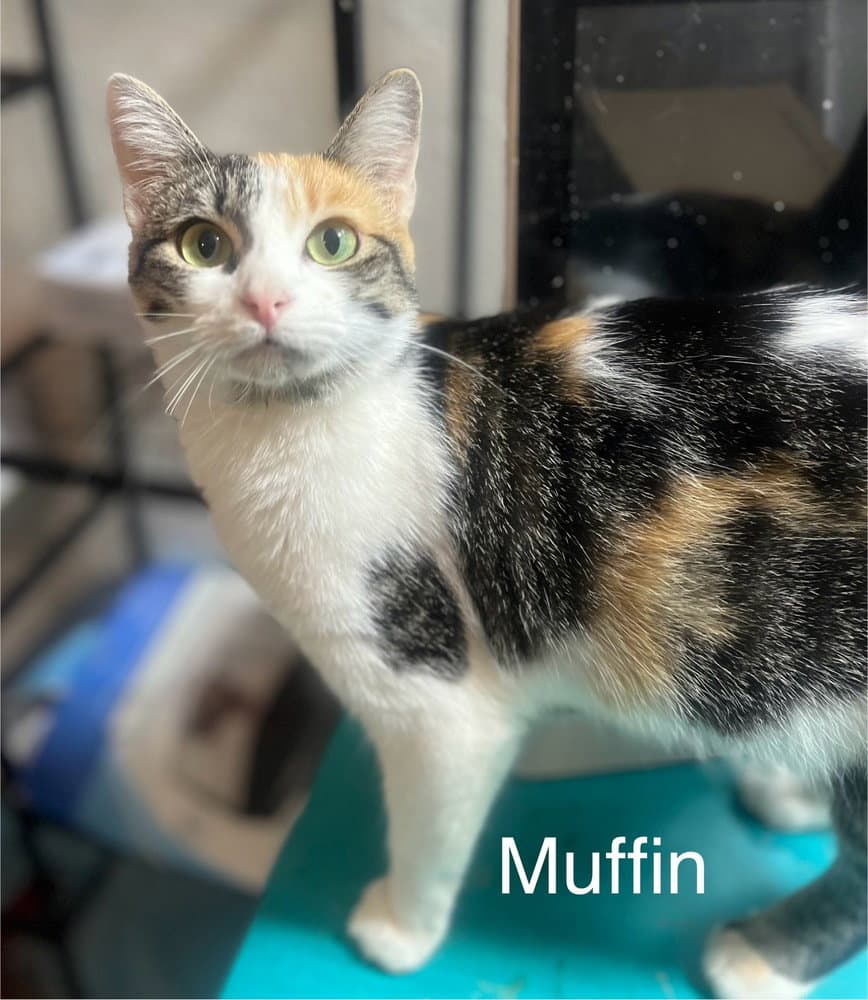 Muffin - Calico