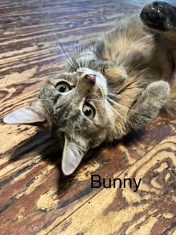 Bunny image 1