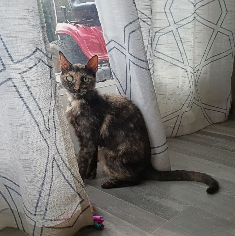 Miss Calico - Domestic Short Hair