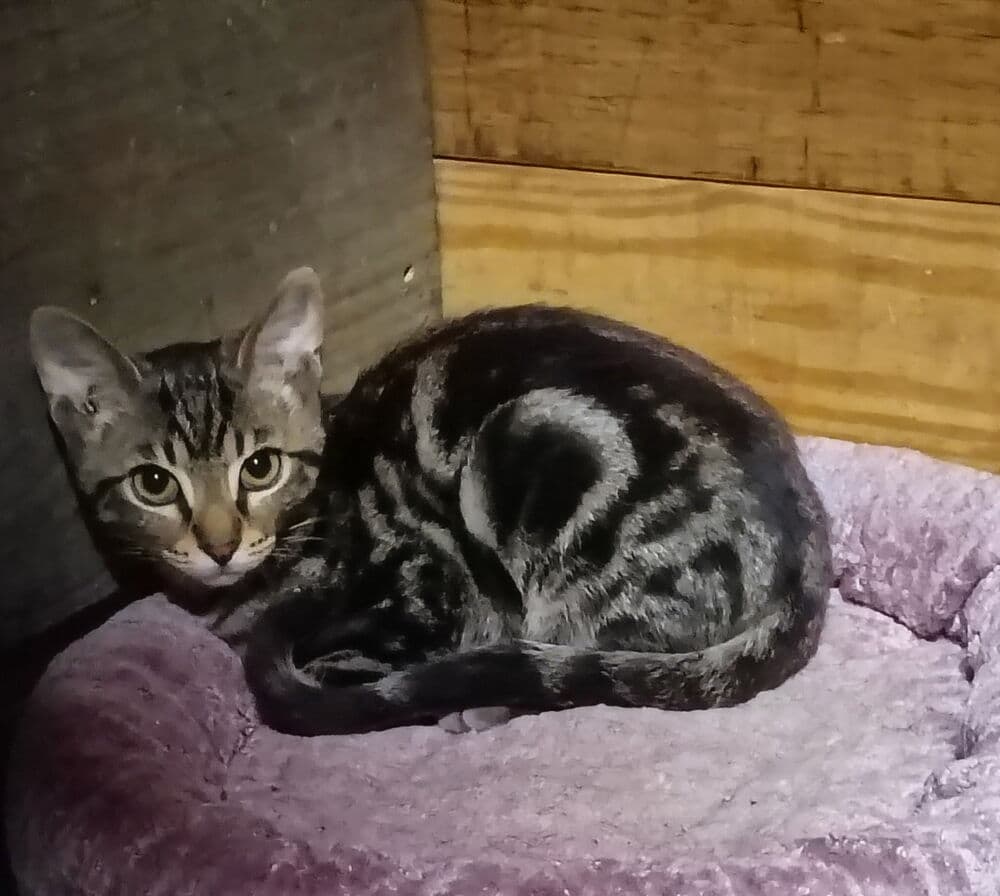 Crescent - Domestic Short Hair