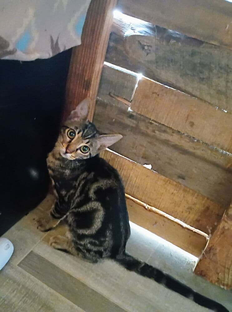 Crescent - Domestic Short Hair