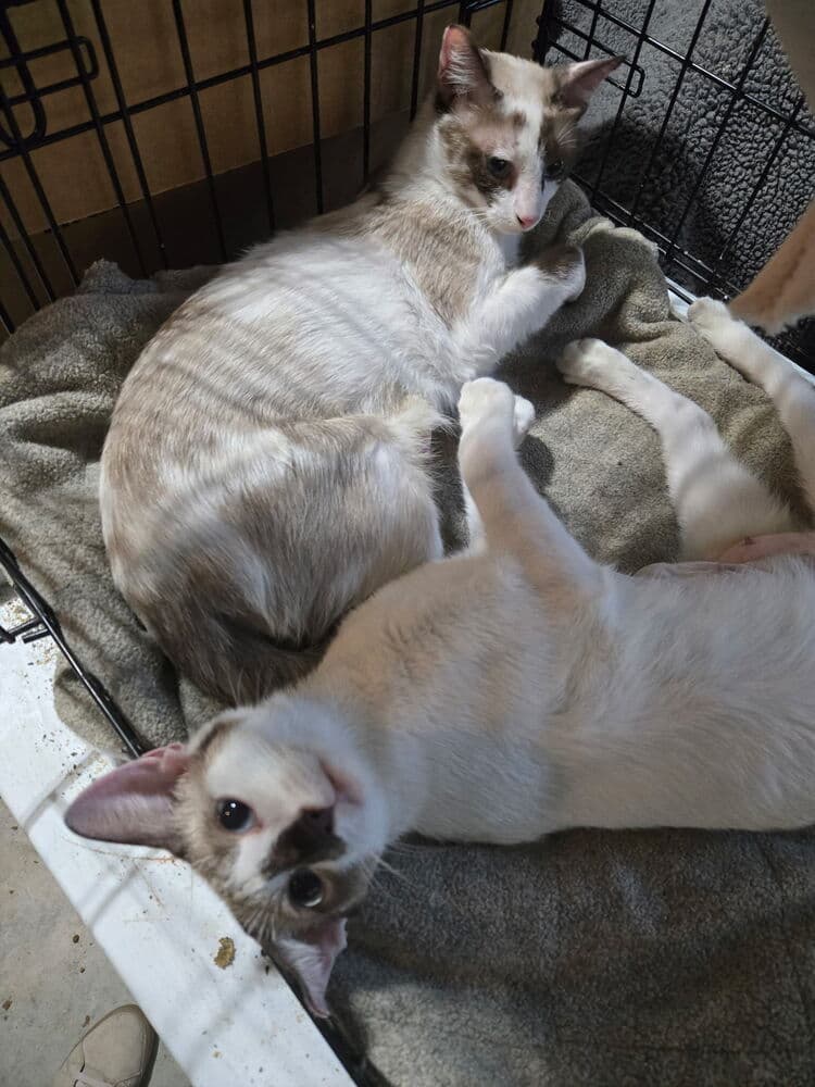 Chardonnay And Rose Bonded Pair - Siamese