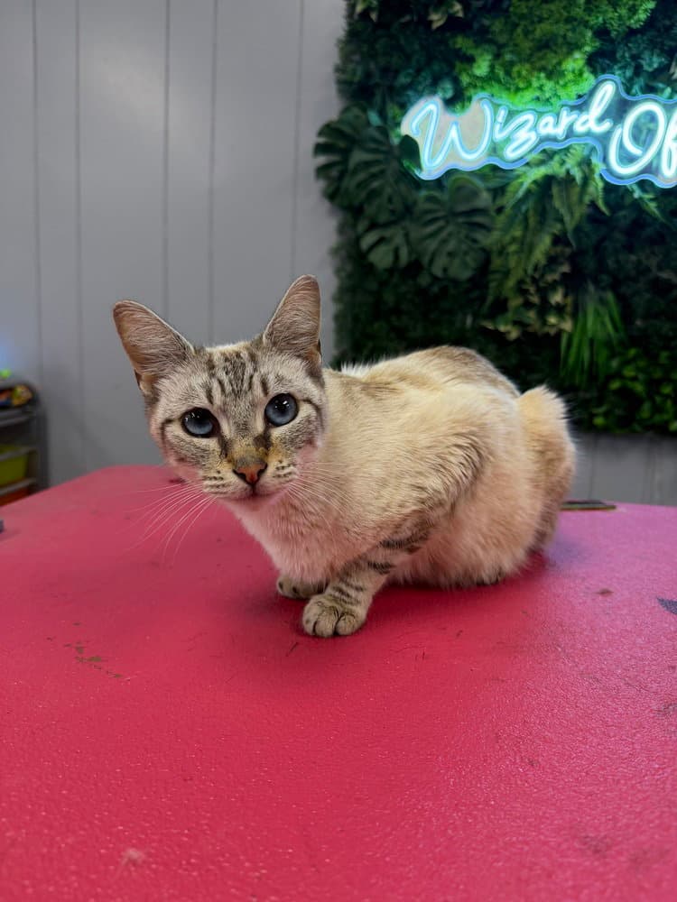 Junebug - Siamese