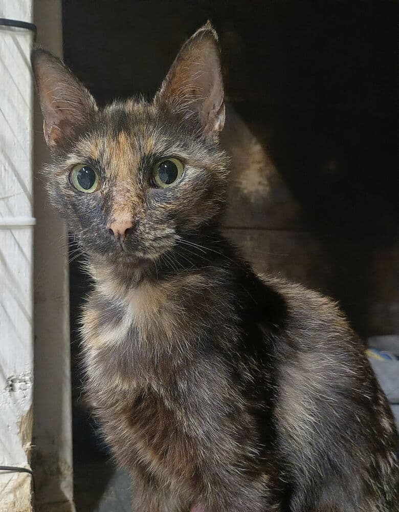 Calico - Domestic Short Hair