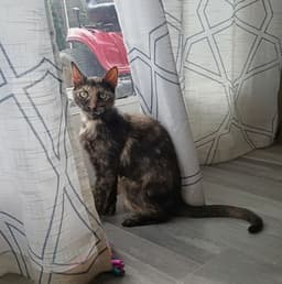 Calico image 2