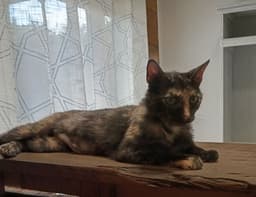 Calico image 3
