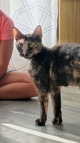 Calico image 4