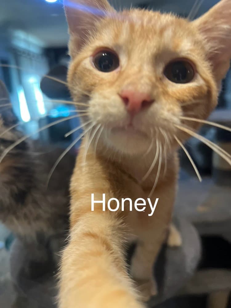 Honey - Domestic Short Hair