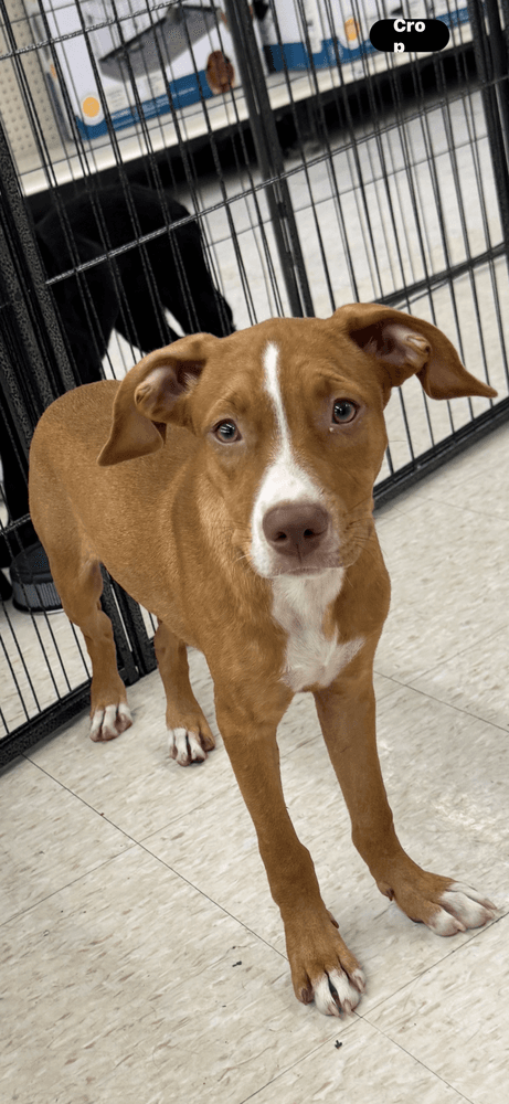 Hazel - Staffordshire Bull Terrier