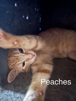 Peaches image 1