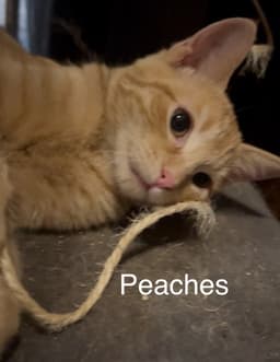 Peaches image 2