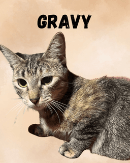 Gravy image 1