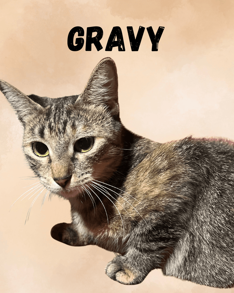 Gravy - Domestic Short Hair