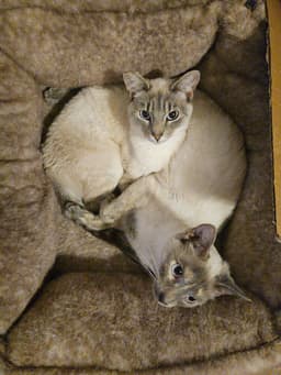 Kimmie  Kara Bonded Pair image 1