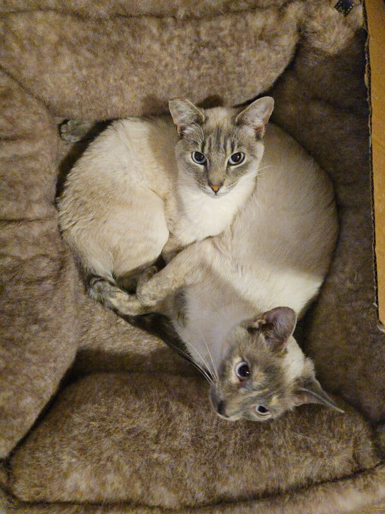 Kimmie  Kara Bonded Pair - Siamese
