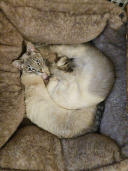 Kimmie  Kara Bonded Pair image 2