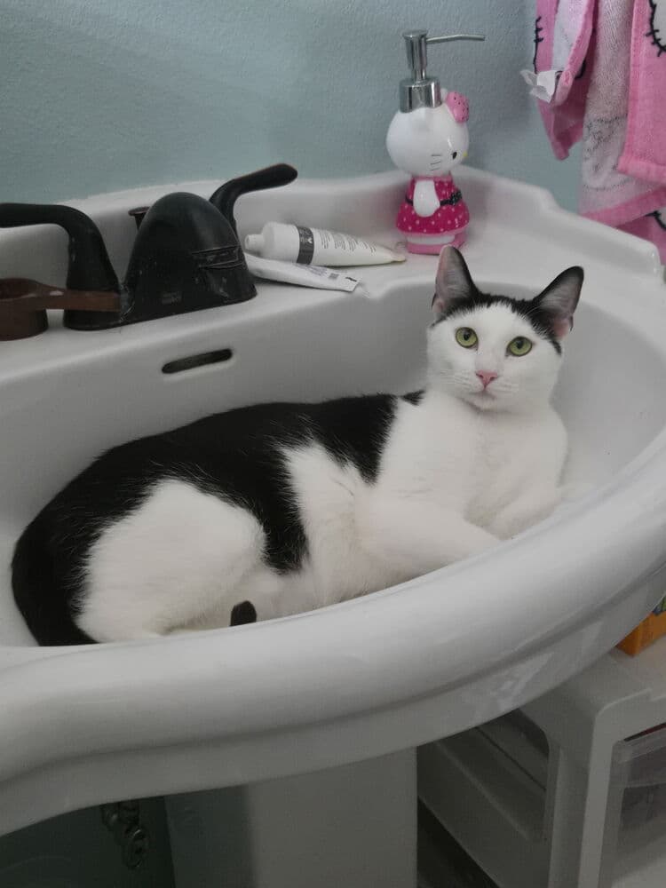 Thor - Domestic Short Hair