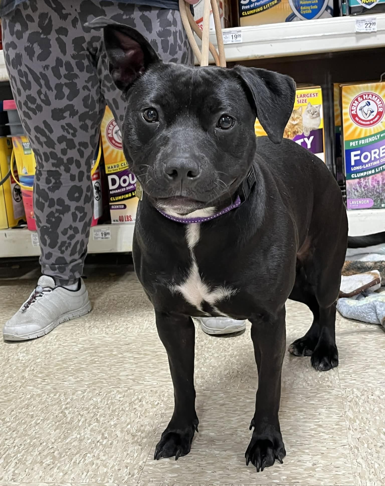 Pru Special Needs - Staffordshire Bull Terrier