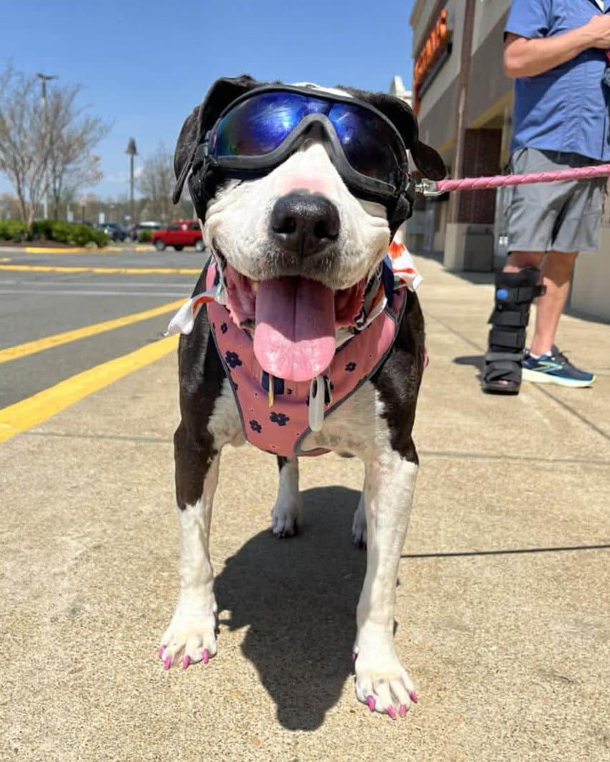 Luna - Pit Bull Terrier