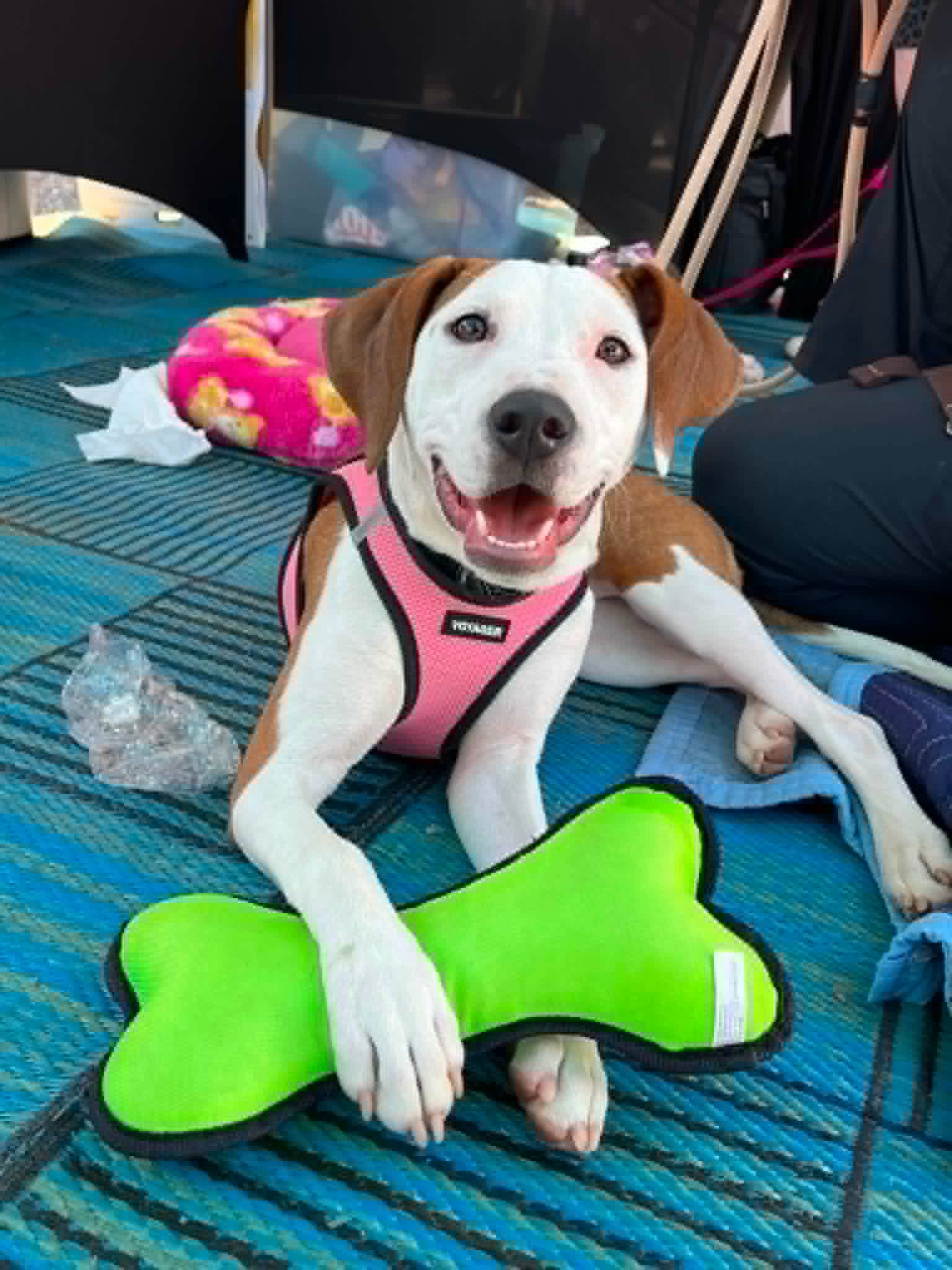 Janey - Hound
