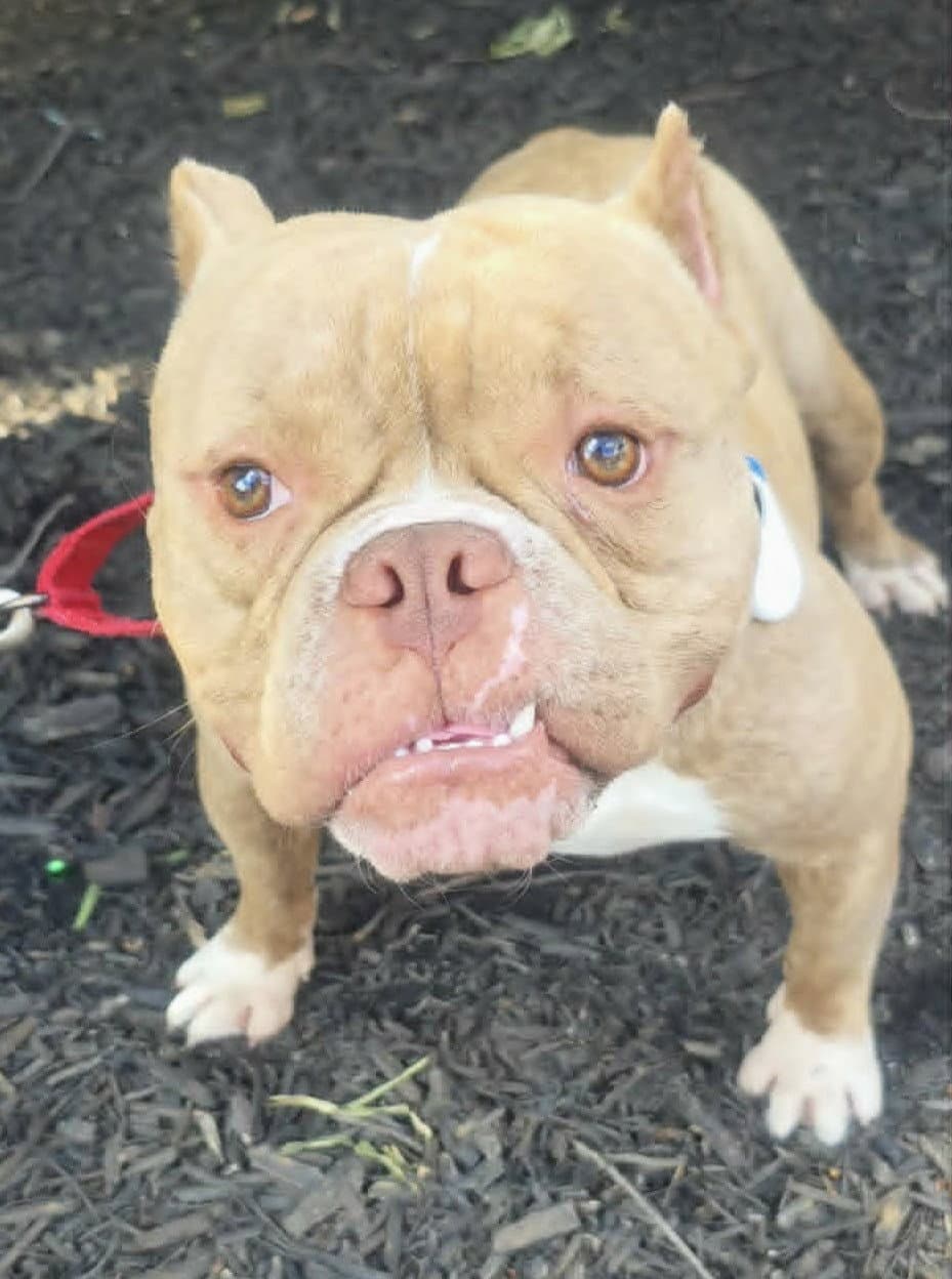 Jax - Bulldog