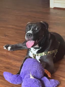 Otis image 1