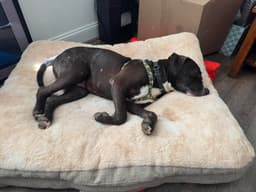 Otis image 2