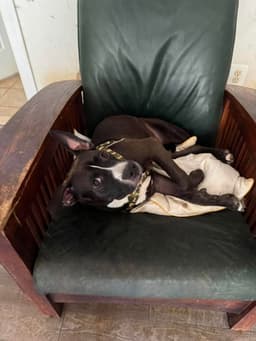 Otis image 3