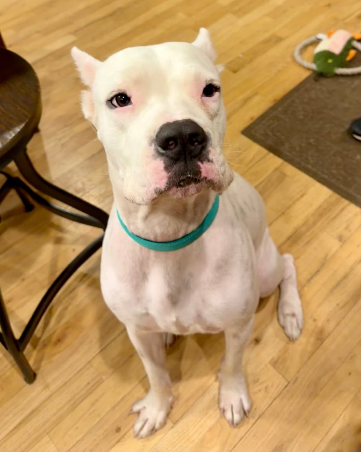 Travis - Dogo Argentino