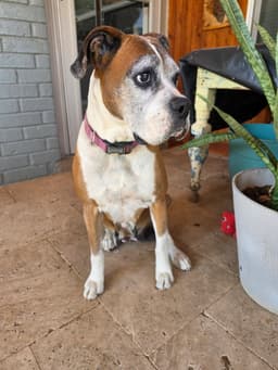 Gertie image 1