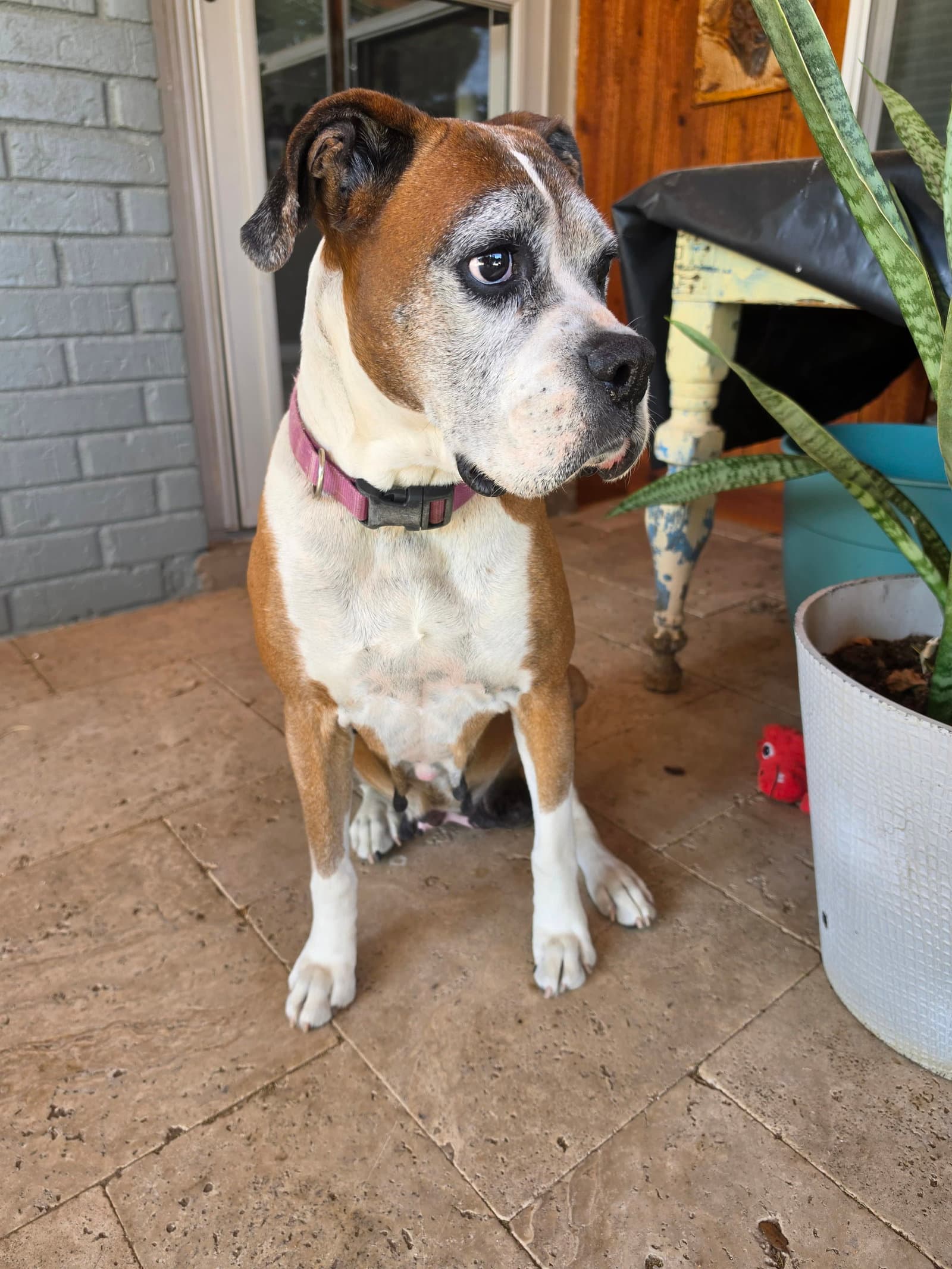Gertie - Boxer