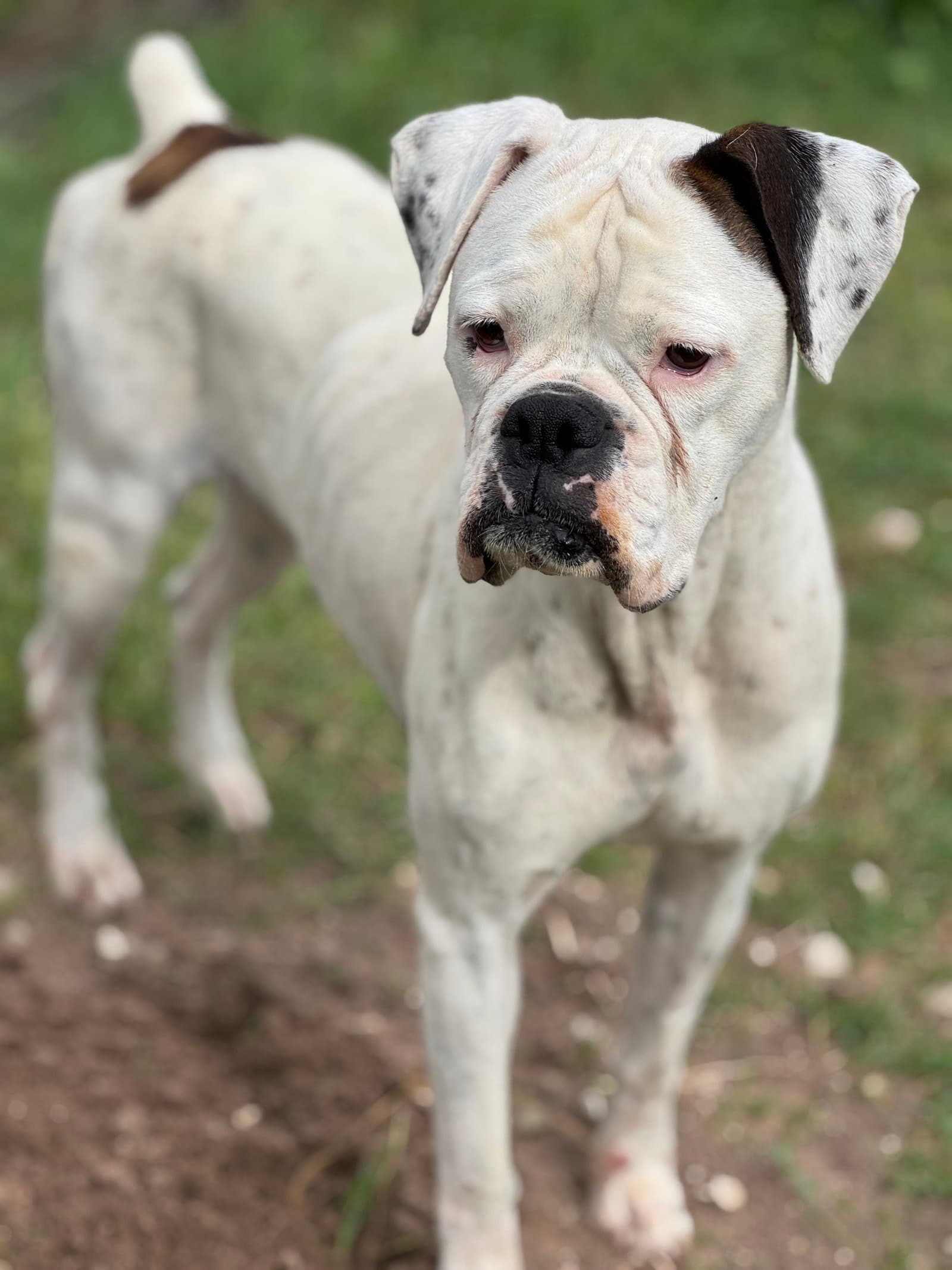 Sierra - Boxer
