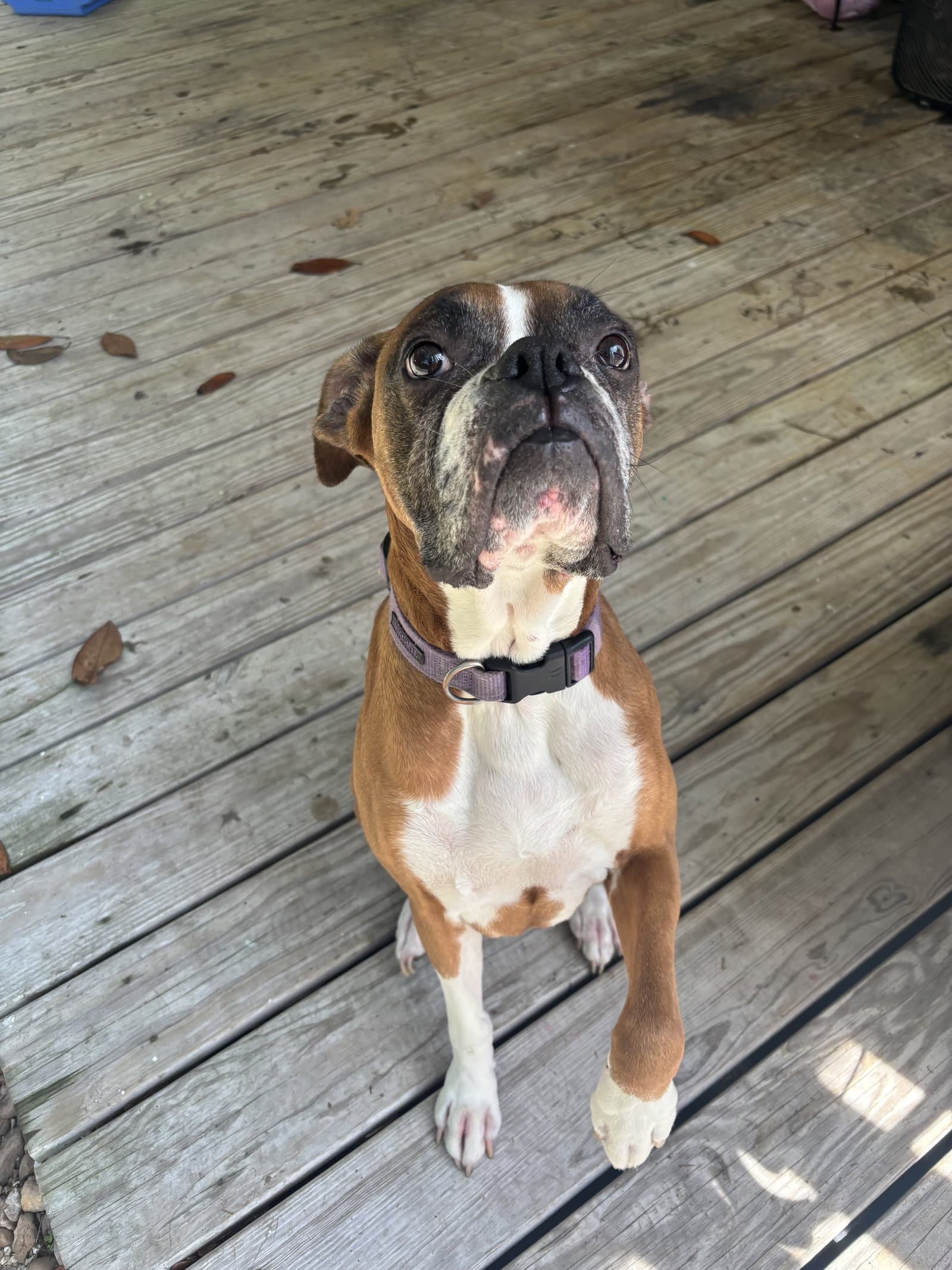Tally - Boxer