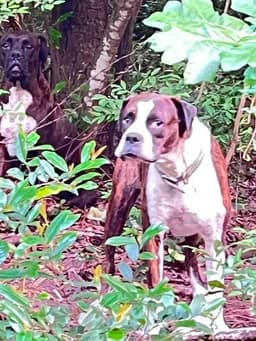 Bia image 4