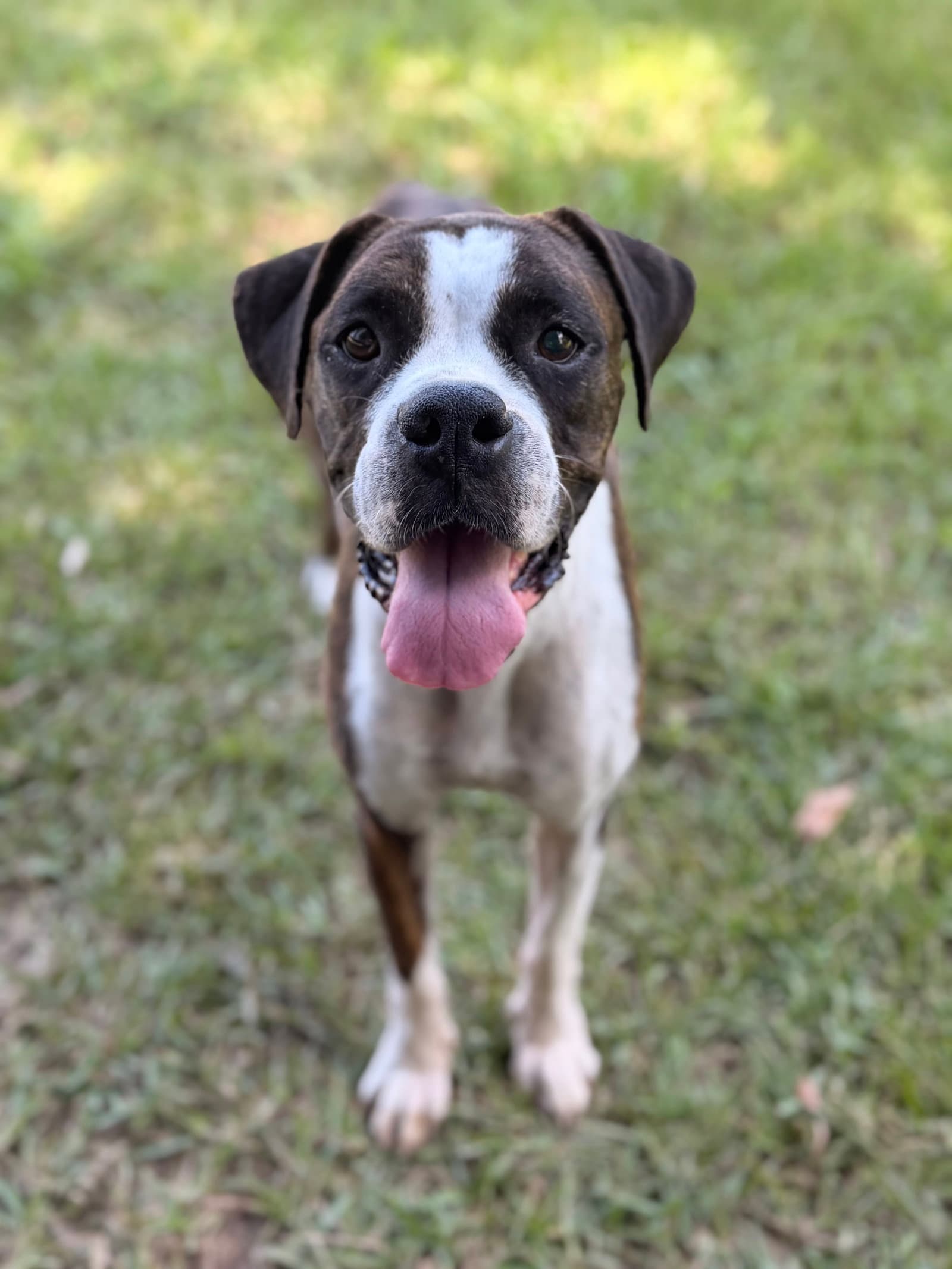 Bia - Boxer