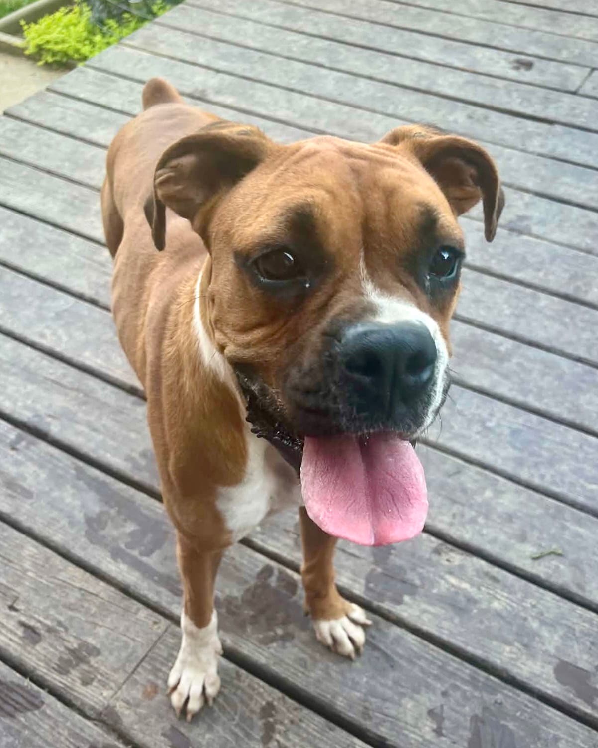 Vita - Boxer