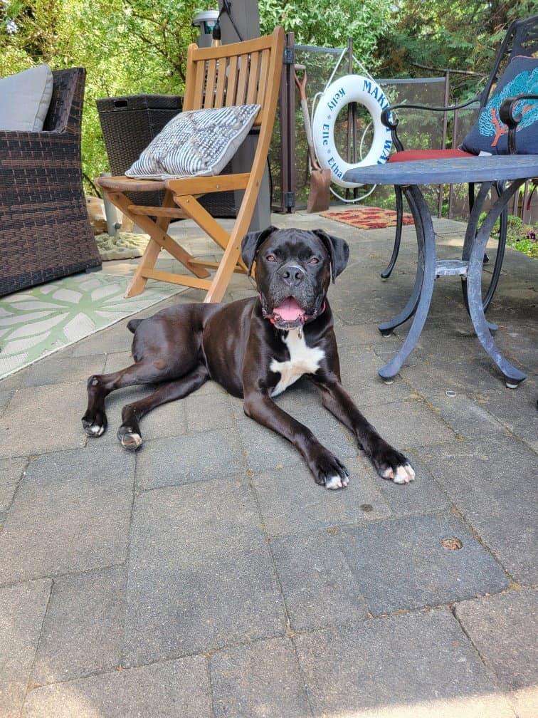 Paisley - Boxer