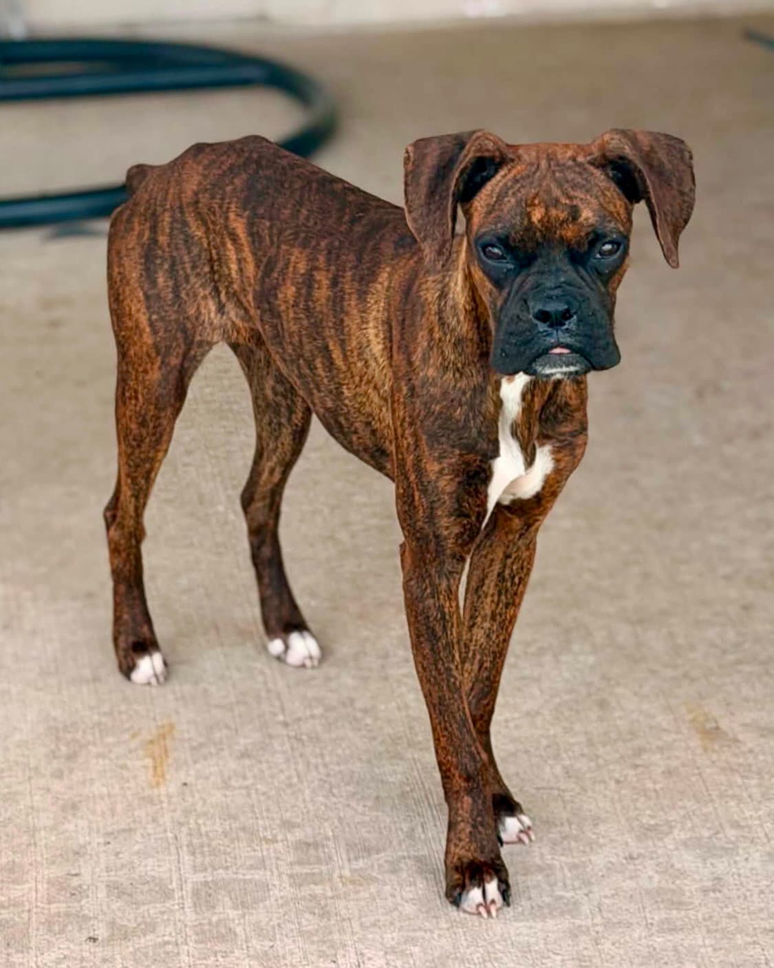Piper - Boxer