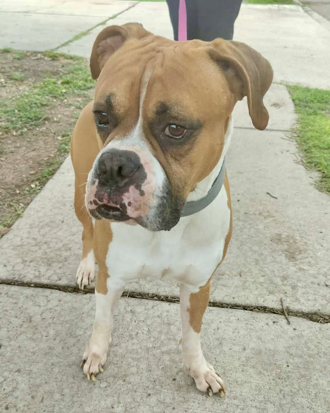 Luke - Boxer