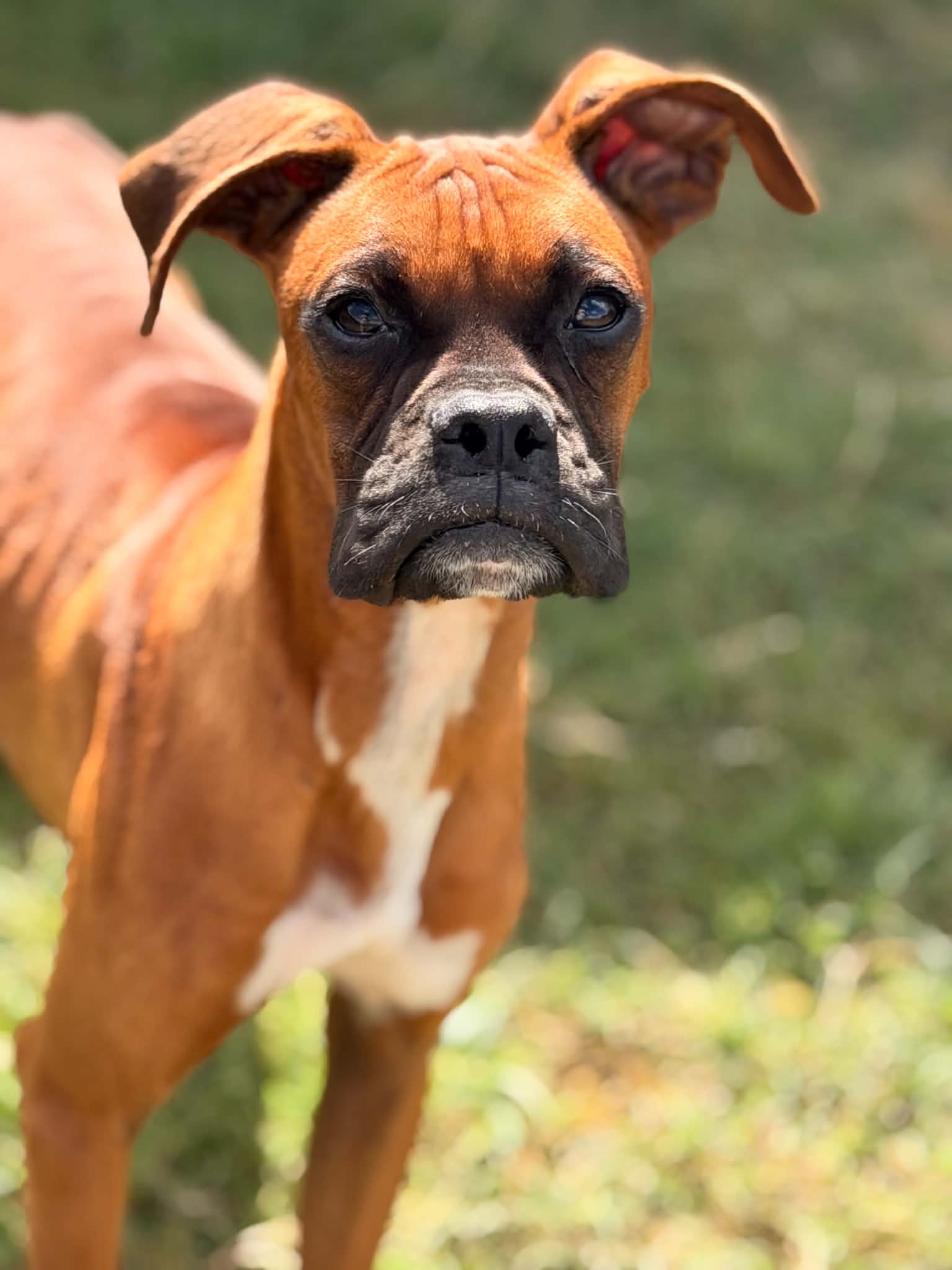Parker - Boxer