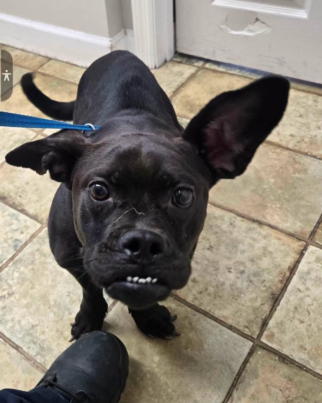 Trixie - Boxer
