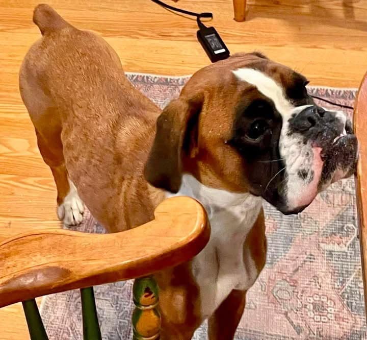 Ilka - Boxer